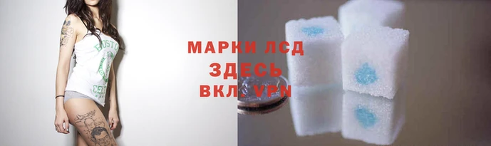 стаф Алзамай